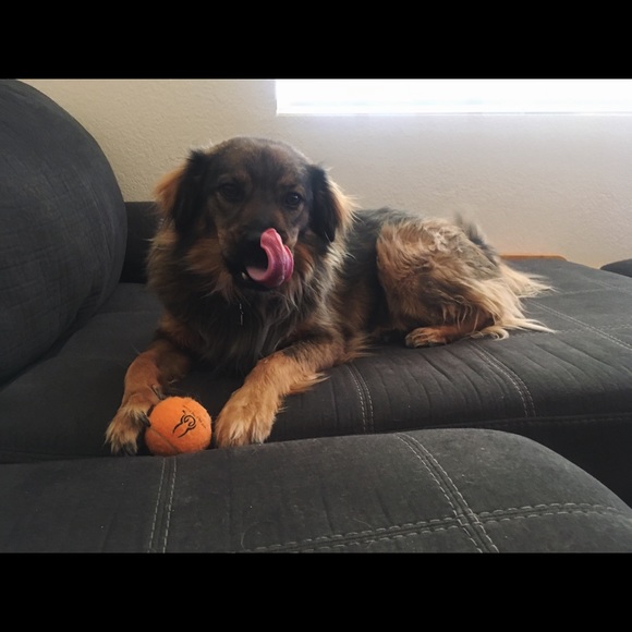 Meet your Posher, Athena - Picture 6 of 8